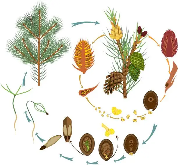 Vector illustration of Life Cycle of Pine Tree: reproduction of gymnosperms