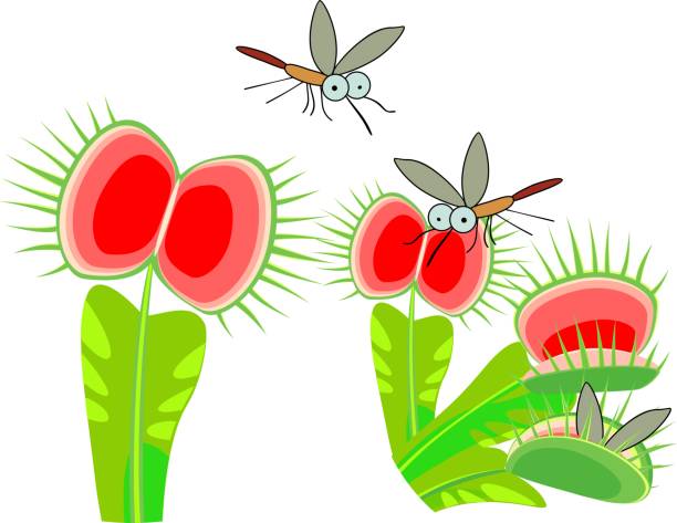 Venus Flytrap Or Dionaea Muscipula And Mosquitoes Carnivorous Plant Stock  Illustration - Download Image Now - iStock