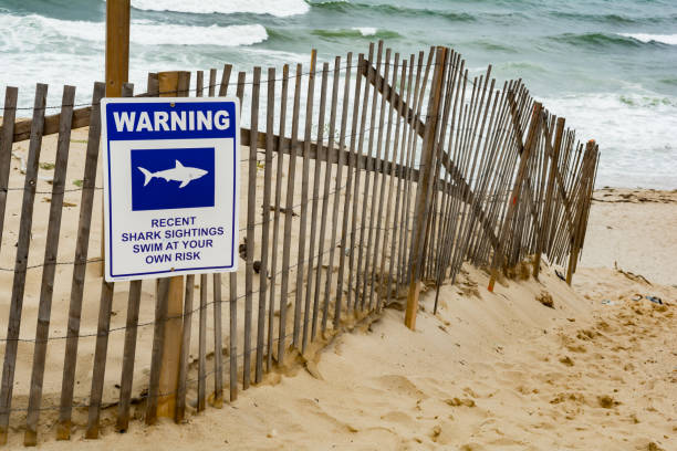 señal de advertencia de gran tiburón blanco - sighting fotografías e imágenes de stock