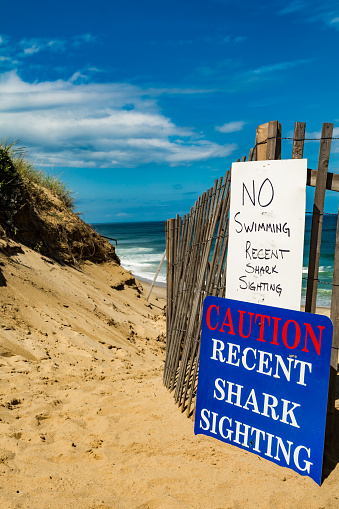 Warning Signs at Cape Cod Beach closing beaches due to Great White Shark attacks.