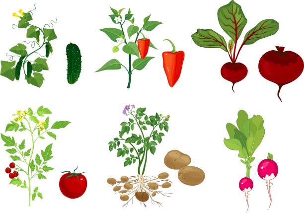 zestaw różnych roślin warzywnych z owocami na białym tle - radish white background vegetable leaf stock illustrations