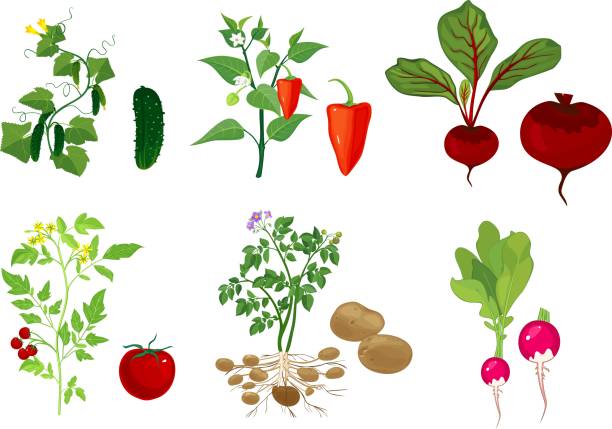 ilustrações de stock, clip art, desenhos animados e ícones de set of different vegetable plants with fruits on white background - radish white background vegetable leaf