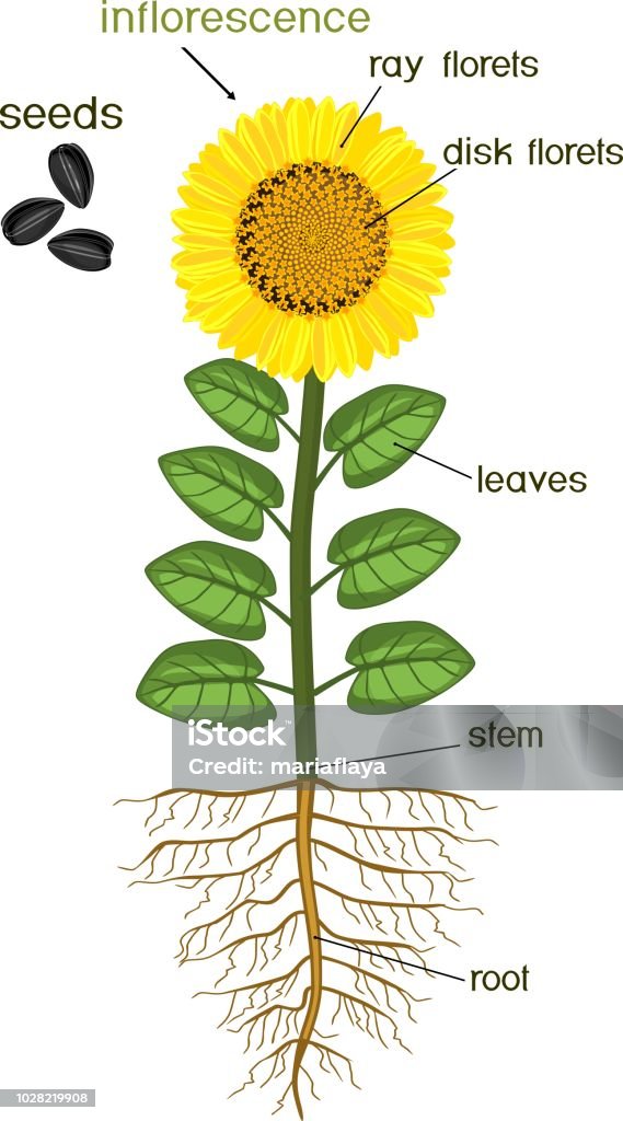 Vetores de Partes Da Planta De Girassol Morfologia Da Planta Com Sistema  Radicular Flores Sementes E Títulos e mais imagens de Fruta - iStock