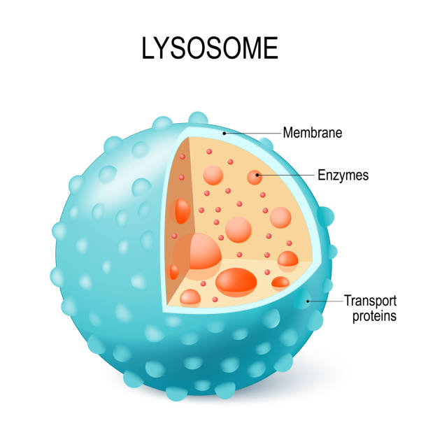 Anatomy of the Lysosome: Hydrolytic enzymes, Membrane and transport proteins. Anatomy of the Lysosome: Hydrolytic enzymes, Membrane and transport proteins. This organelle use the enzymes to break down and digest food particles, engulfed viruses or bacteria in the cell. Vector diagram for medical use lysosome stock illustrations