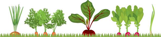 ilustrações de stock, clip art, desenhos animados e ícones de vegetable patch with different root vegetables - radish white background vegetable leaf