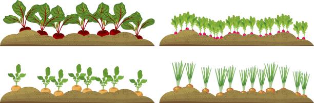 異なる根野菜と野菜のプロットを設定します。 - beet common beet isolated root vegetable点のイラスト素材／クリップアート素材／マンガ素材／アイコン素材