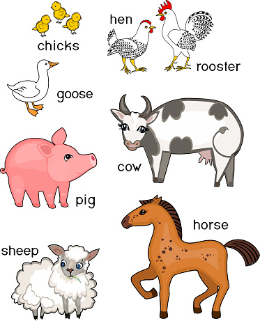 Set Of Different Cartoon Farm Animals With Titles On White Background Stock  Illustration - Download Image Now - iStock