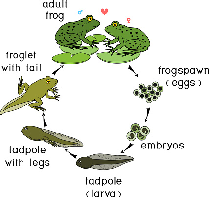 Life cycle of frog. Sequence of stages of development of frog from egg to adult animal