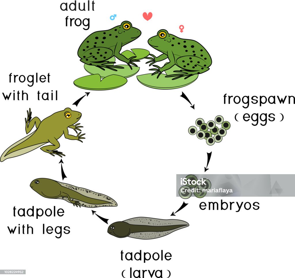 Life cycle of frog. Sequence of stages of development of frog from egg to adult animal Frog stock vector