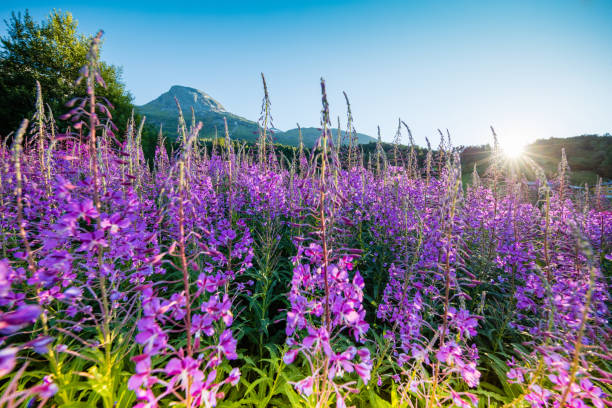 Flowers at Innviksfjord in Norway