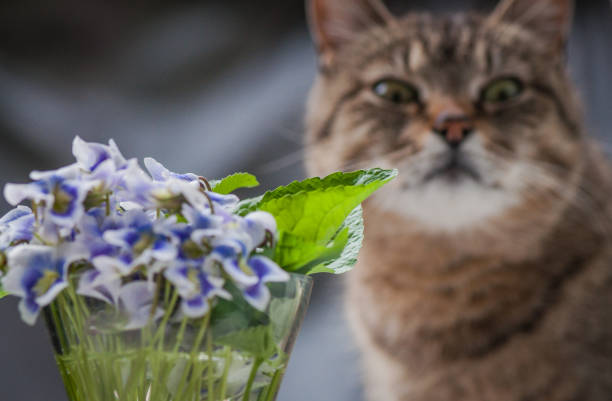 istock Cat and flowers 1028225394