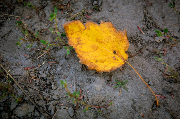 istock yellow autum leaf on soil background 1028225412