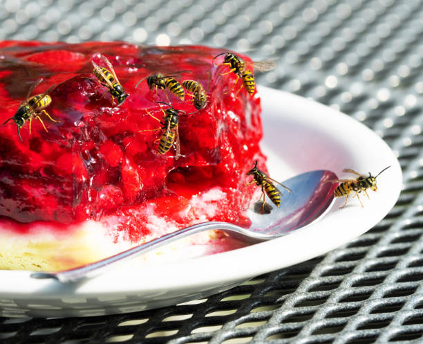 Group of wasps on raspberry tart stock photo