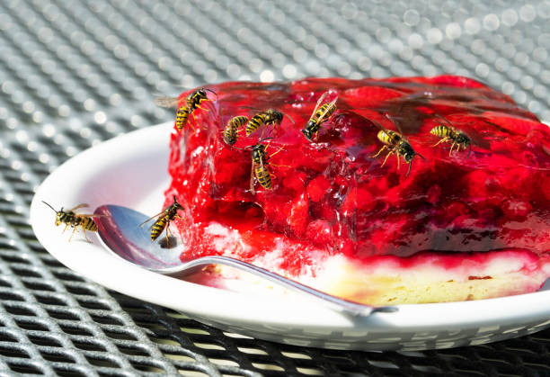 Group of wasps on raspberry tart