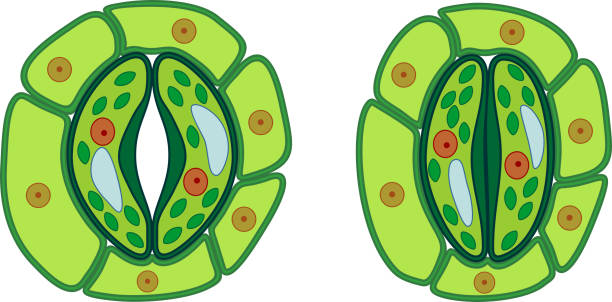 Structure of stomatal complex with open and closed stoma Structure of stomatal complex with open and closed stoma stomata stock illustrations