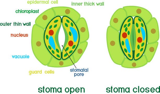 illustrazioni stock, clip art, cartoni animati e icone di tendenza di struttura del complesso stomatale con stoma aperto e chiuso con titoli - guard cells