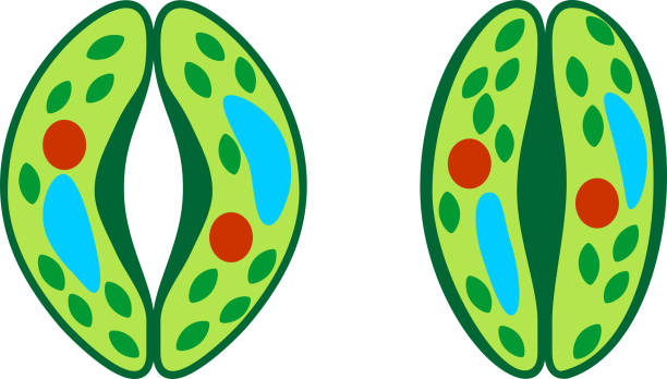 illustrazioni stock, clip art, cartoni animati e icone di tendenza di cellule di guardia dello stoma - guard cells