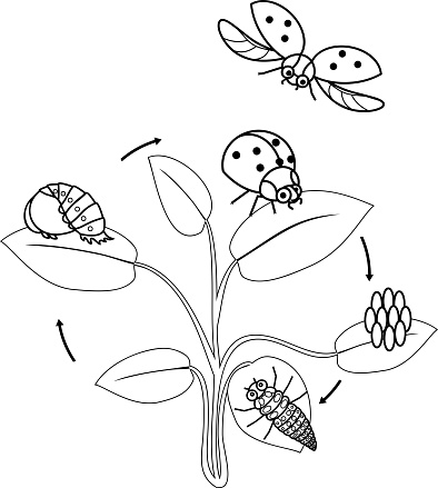 Ilustración de Ciclo De Vida De Página Para Colorear De Mariquita Secuencia  De Etapas De Desarrollo De Mariquita De Huevo A Insecto Adulto y más  Vectores Libres de Derechos de Animal -