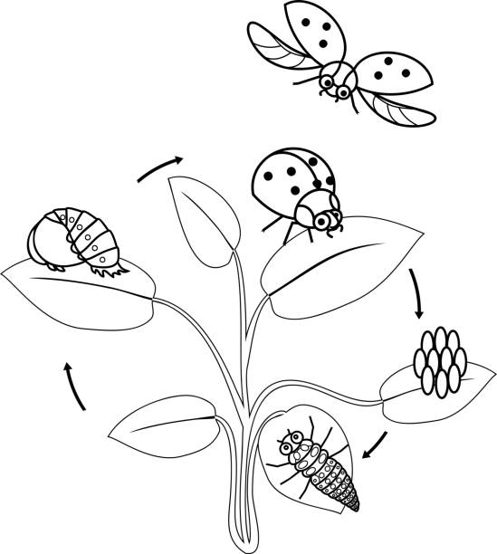 Life Cycle Of Ladybug Coloring Page Sequence Of Stages Of Development Of  Ladybug From Egg To Adult Insect Stock Illustration - Download Image Now -  iStock
