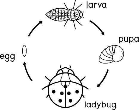 Ilustración de Ciclo De Vida De Página Para Colorear De Mariquita Secuencia De Etapas De Desarrollo De Mariquita De Huevo A Insecto Adulto y más Vectores Libres de Derechos de Animal - Ilustración de Ciclo De Vida De Página Para Colorear De Mariquita Secuencia De Etapas De Desarrollo De Mariquita De Huevo A Insecto Adulto y más Vectores Libres de Derechos de Animal -
