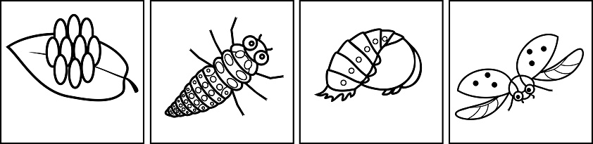 Ilustración de Página Para Colorear Secuencia De Etapas De Desarrollo De Mariquita De Huevo A Insecto Adulto y más Vectores Libres de Derechos de Animal - iStock Ilustración de Página Para Colorear Secuencia De Etapas De Desarrollo De Mariquita De Huevo A Insecto Adulto y más Vectores Libres de Derechos de Animal - iStock