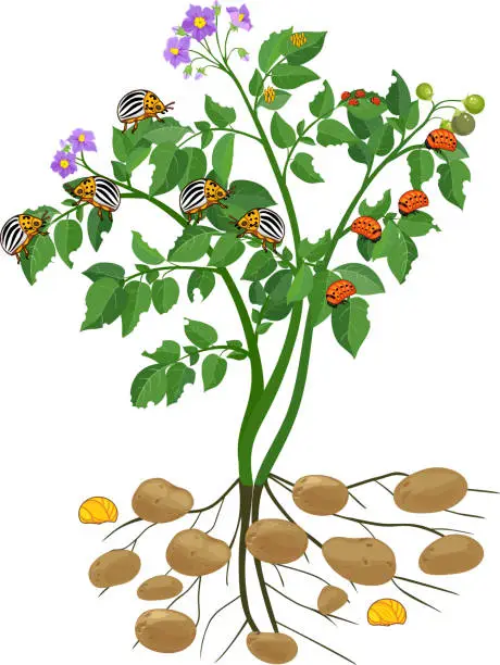 Vector illustration of Potato plant with root system and different stages of development of Colorado potato beetle or Leptinotarsa decemlineata