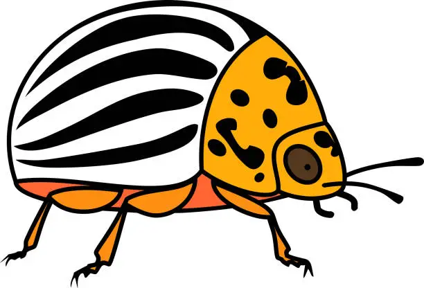 Vector illustration of Adult colorado potato beetle on white background