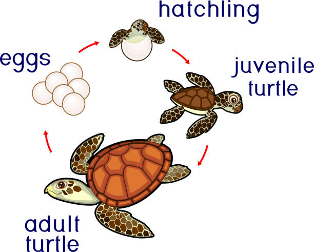 Life cycle of sea turtle. Sequence of stages of development of turtle from egg to adult animal Life cycle of sea turtle. Sequence of stages of development of turtle from egg to adult animal sea turtle egg stock illustrations