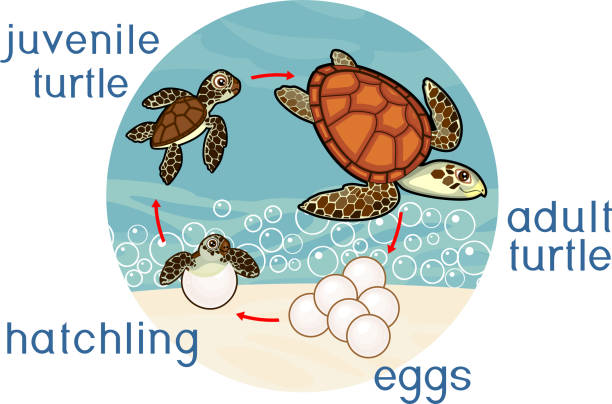 Life cycle of sea turtle. Sequence of stages of development of turtle from egg to adult animal Life cycle of sea turtle. Sequence of stages of development of turtle from egg to adult animal sea turtle egg stock illustrations