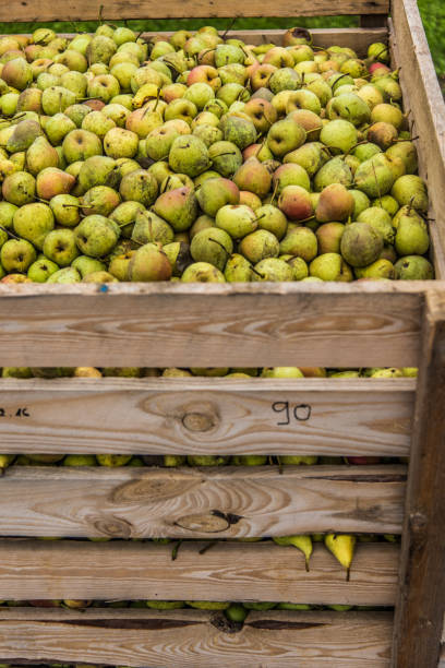 istock Pears in a wooden crate 1028229538