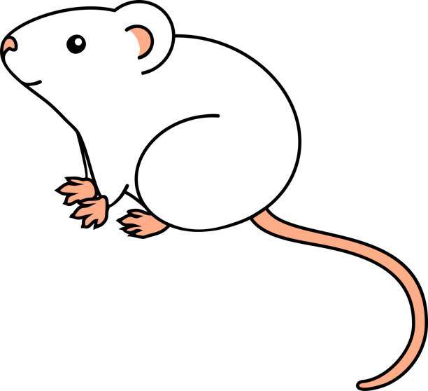 Ilustración de Ratón De La Casa De Dibujos Animados Lindo Blanco Sobre Fondo Blanco y más Vectores Libres de Derechos de Ratón - Animal - iStock Ilustración de Ratón De La Casa De Dibujos Animados Lindo Blanco Sobre Fondo Blanco y más Vectores Libres de Derechos de Ratón - Animal - iStock