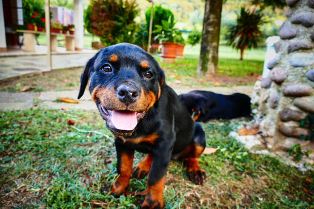 istock Rottweiler puppy looking on the camera 1028229914