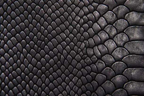 Photo of Background texture black leather reptiles