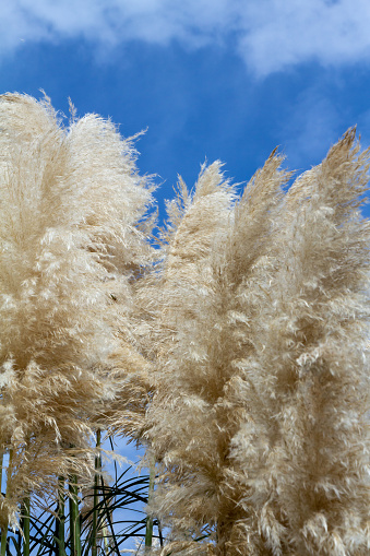 Perennial grasses. Native to Argentina. It resembles Susuki, but it is large. Dioecious strain. From summer to autumn, attach a big earing shining silver white.