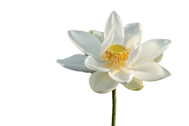 istock Fresh white lotus petal flower isolated on white background 1028235006