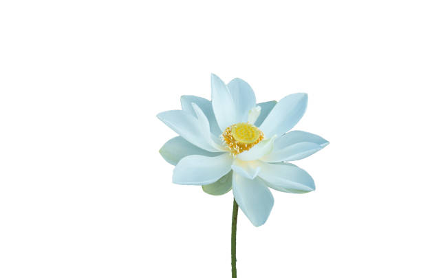 Fresh white lotus petal flower isolated on white background. Close focus of beautiful white lotus flowers isolated is blooming with copy space for text or advertising on white background
