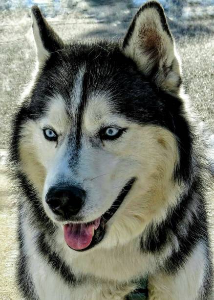 istock Smiling Siberian Husky Dog Portrait 1028238154