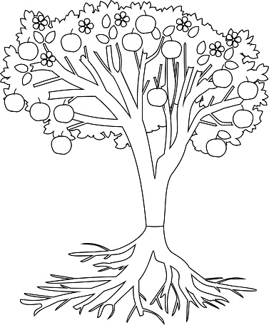 Ilustración de Página Para Colorear Manzano Con Sistema De Raíces Y Frutos  y más Vectores Libres de Derechos de Manzano - iStock