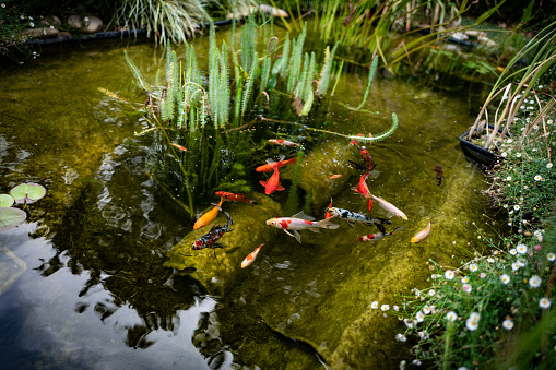 Koi Fish swimming in the pond.