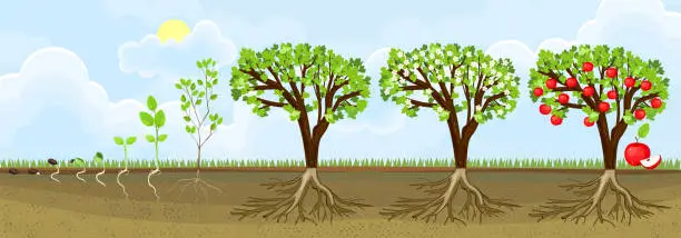 Vector illustration of Life cycle of apple tree. Stages of growth from seed and sprout to adult plant with fruits
