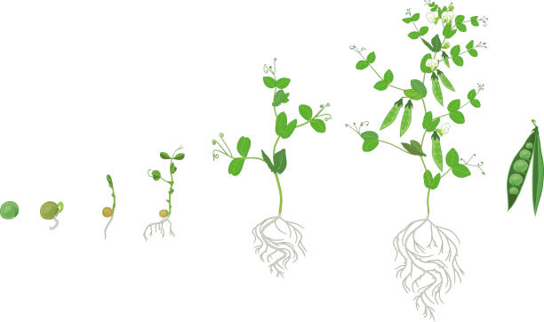 ilustrações de stock, clip art, desenhos animados e ícones de life cycle of pea plant with root system. stages of pea growth from seed and sprout to adult plant with fruits - ervilha