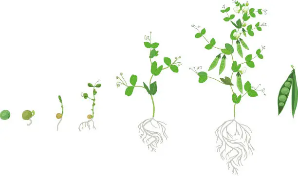 Vector illustration of Life cycle of pea plant with root system. Stages of pea growth from seed and sprout to adult plant with fruits
