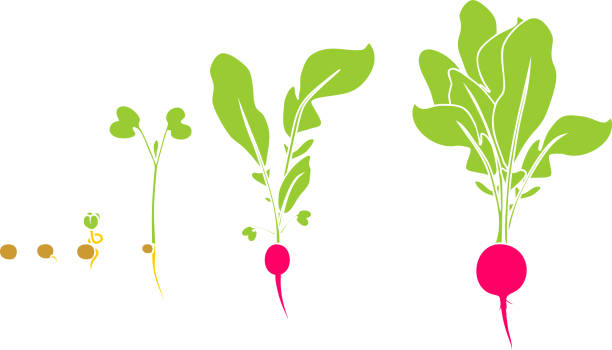 ilustrações de stock, clip art, desenhos animados e ícones de stages of radish growth from seed and sprout to harvest - radish white background vegetable leaf