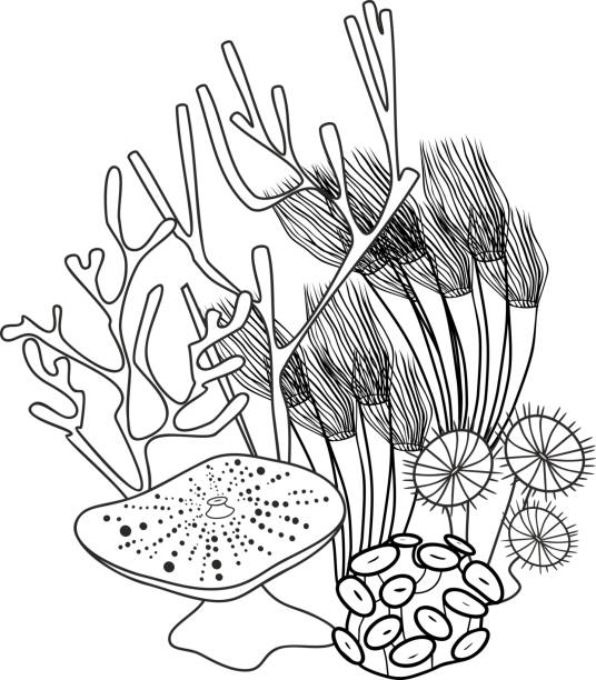 착 색 페이지입니다. 다양 한 산호의 그룹 - anthozoans stock illustrations
