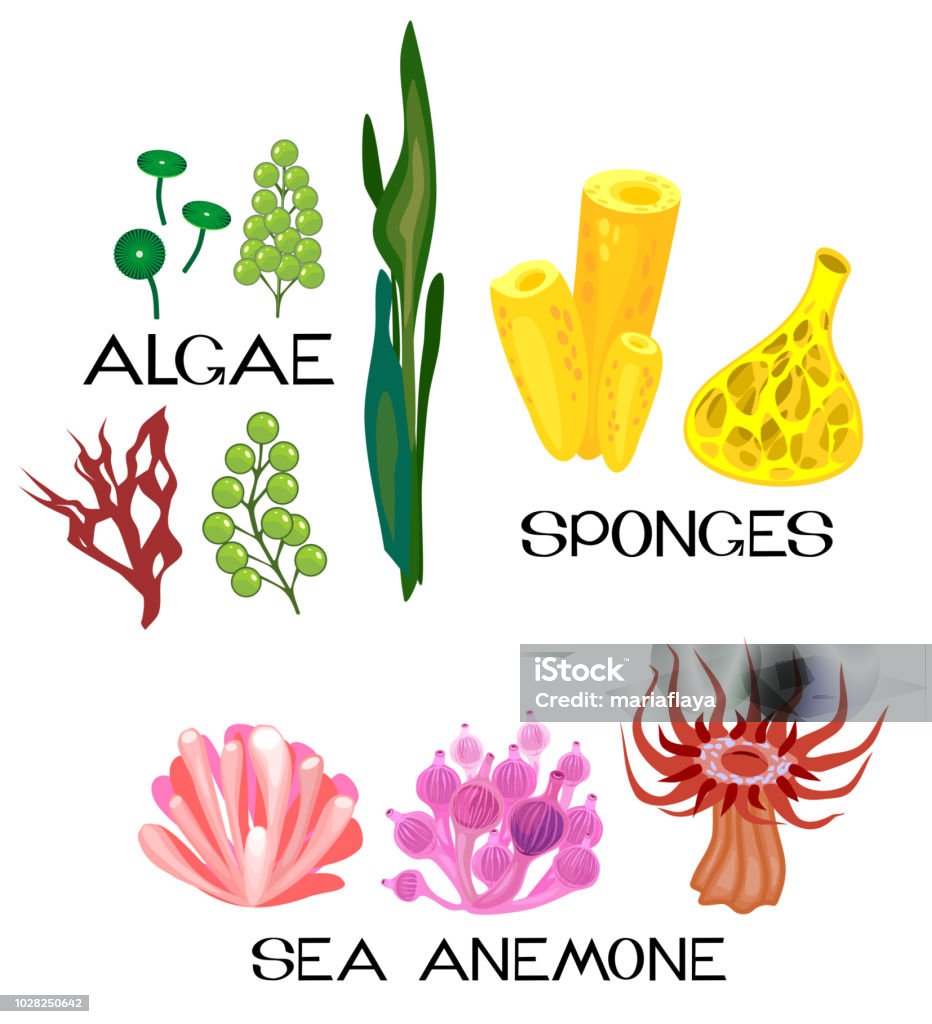 Set of different species of sea anemones, sponges, marine algae on white background Illustration stock vector