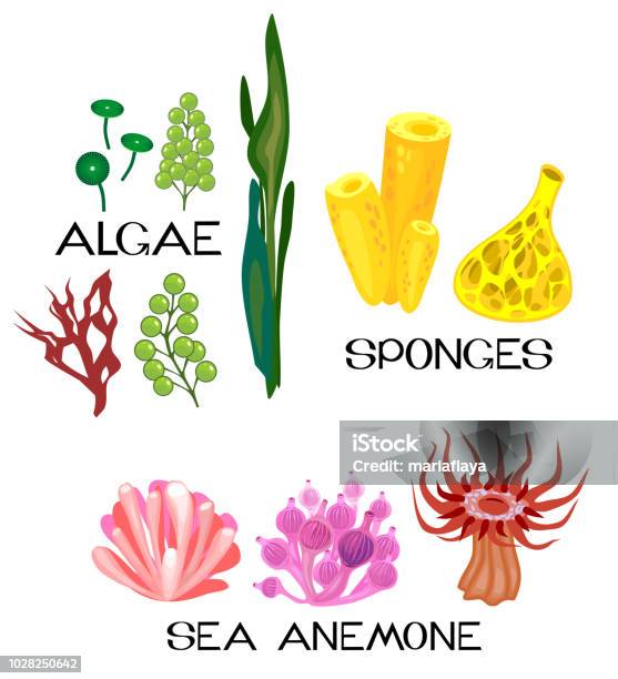 Set Of Different Species Of Sea Anemones Sponges Marine Algae On White Background Stock Illustration - Download Image Now