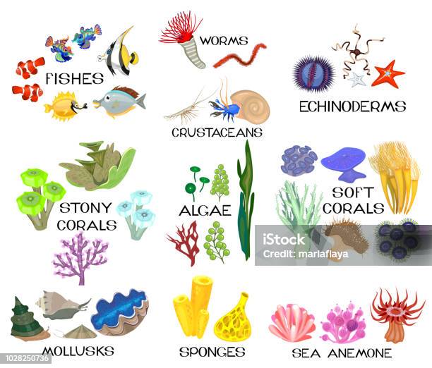 Set Of Different Marine Inhabitants Isolated On White Background With Titles Stock Illustration - Download Image Now