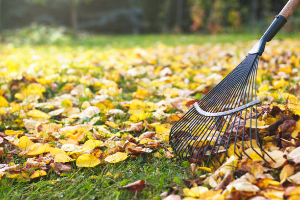 istock Rake with fallen leaves at autumn. Gardening during fall season. 1028251492