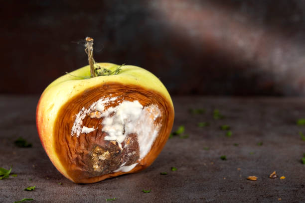 One rotten apple on a wooden background - close up view One rotten apple on a wooden background - close up view with copy space rotting apple fruit wrinkled stock pictures, royalty-free photos & images