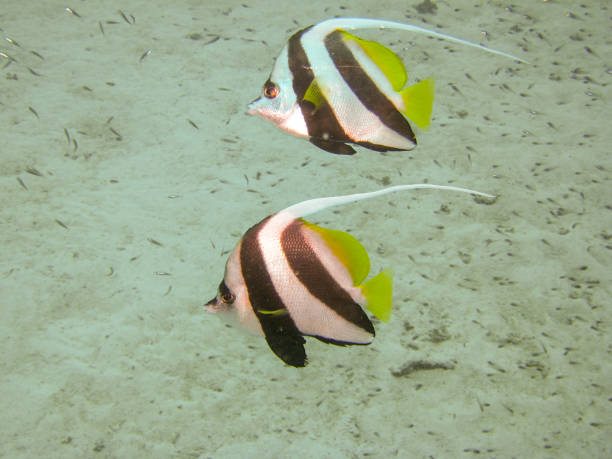 par de bannerfish en océano - imperial angelfish fotografías e imágenes de stock